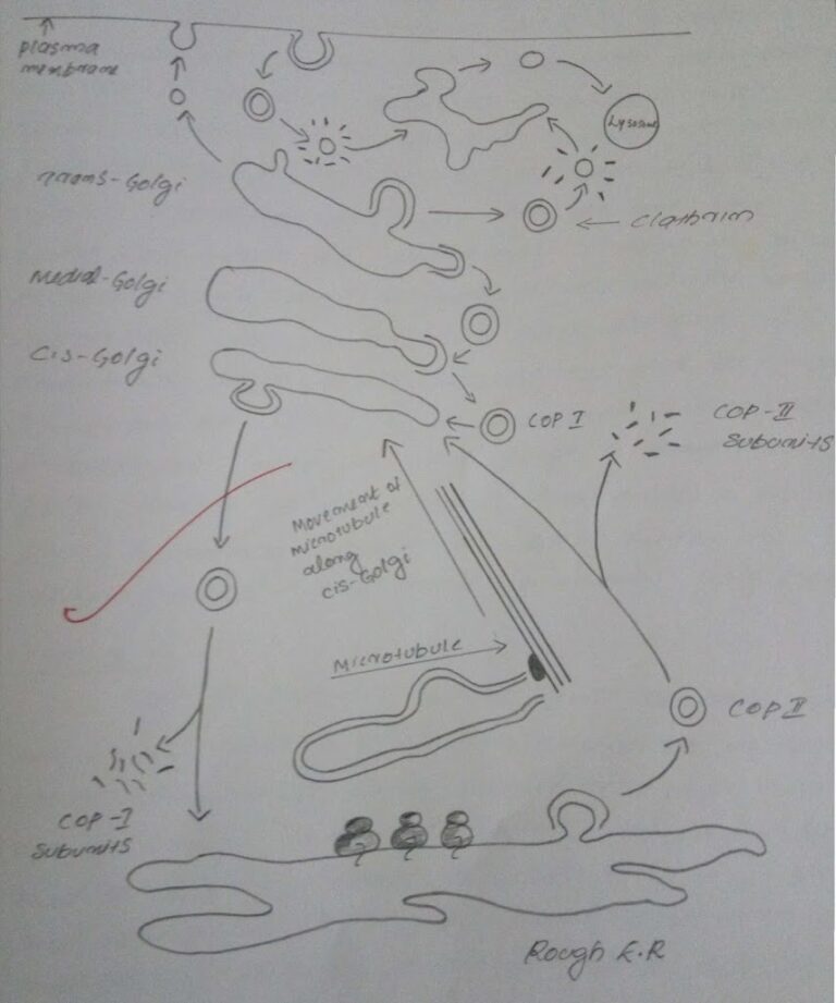 Membrane Vesicular Traffic