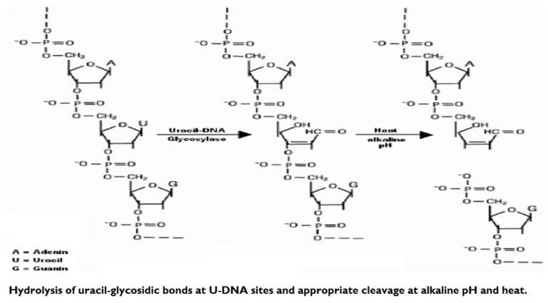 How to prevent PCR amplicon contamination