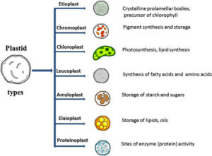 Plastids – Introduction, Classification & Functions – Bio-Resource