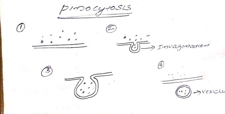 Endocytosis – Types of Endocytosis – Pinocytosis, Phagocytosis, Receptor Mediated Endocytosis