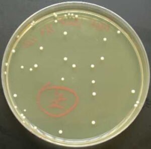 Colony Forming Units [cfu] & Calculations – Bio-Resource